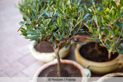 Olivenbaum - Ölbaum - Olea europaea