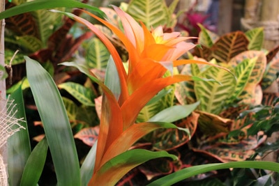 Orangefarbene Bromelien-Blüte