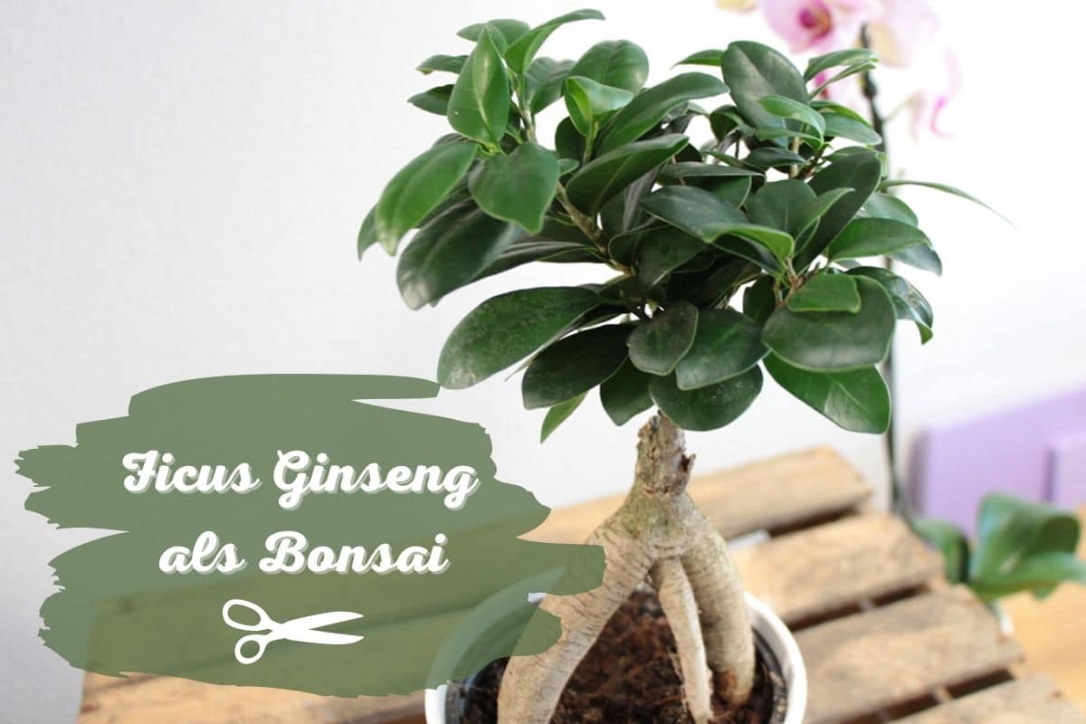 Ficus Ginseng als Bonsai