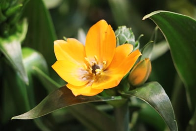 Blüte des orangefarbenen Milchsterns