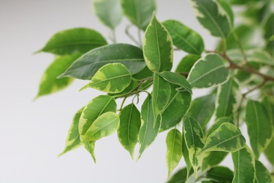 Birkenfeige - Ficus benjamina
