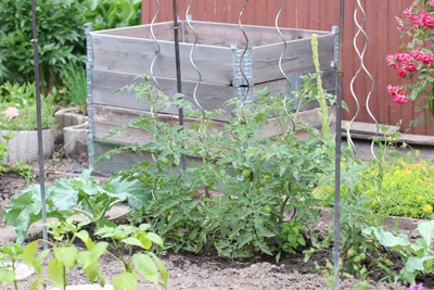 Tomatenpflanze im Garten