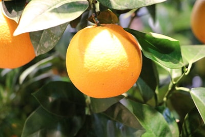 Orange in der Sonne