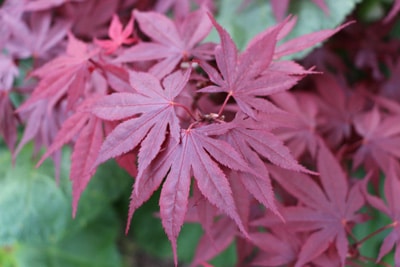 Blätter des Japanischen Fächerahorns