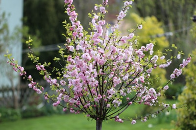 Mandelbaum - Prunus dulcis
