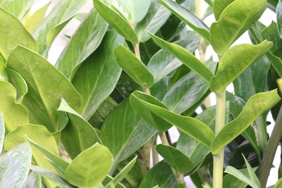 Zamie - Zamioculcas zamiifolia