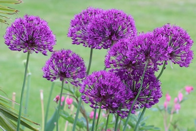 Zierlauch-Allium