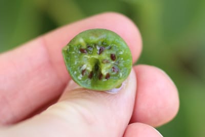 Kleinfruchtige Kiwi - Actinidia arguta