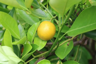 Kumquat - Citrus japonica