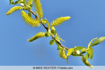 Korkenzieherweide - Salix matsudana tortuosa