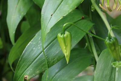 Ruhmeskrone - Gloriosa rothschildiana