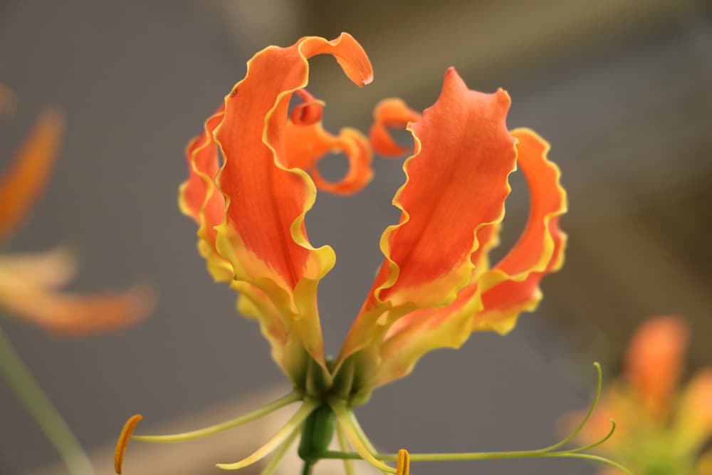 Ruhmeskrone - Gloriosa rothschildiana