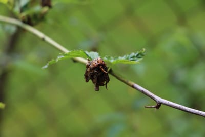 Ranunkelstrauch - Kerria japonica