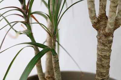 Dracaena marginata - Gerandeter Drachenbaum