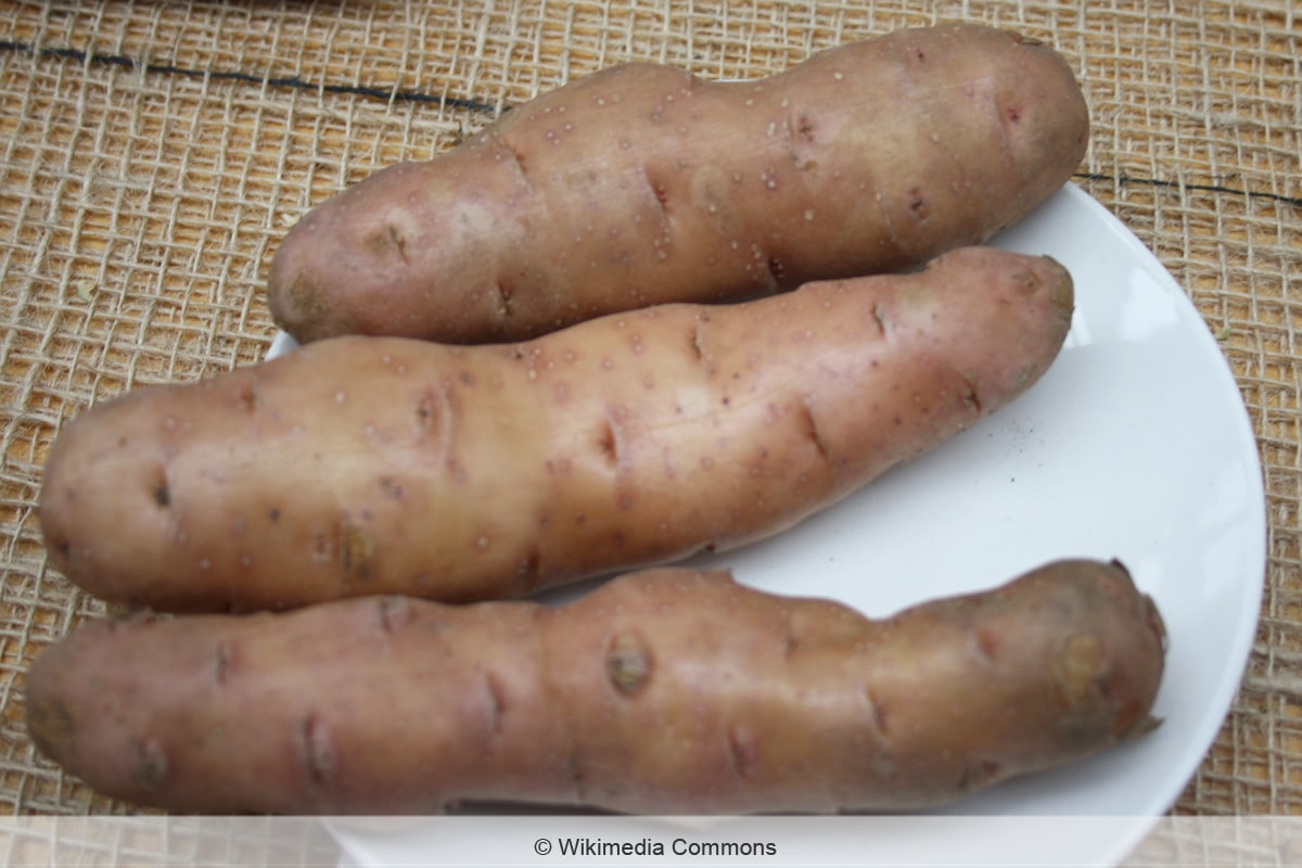 Kartoffelsorte - Angeliter Tannenzapfen