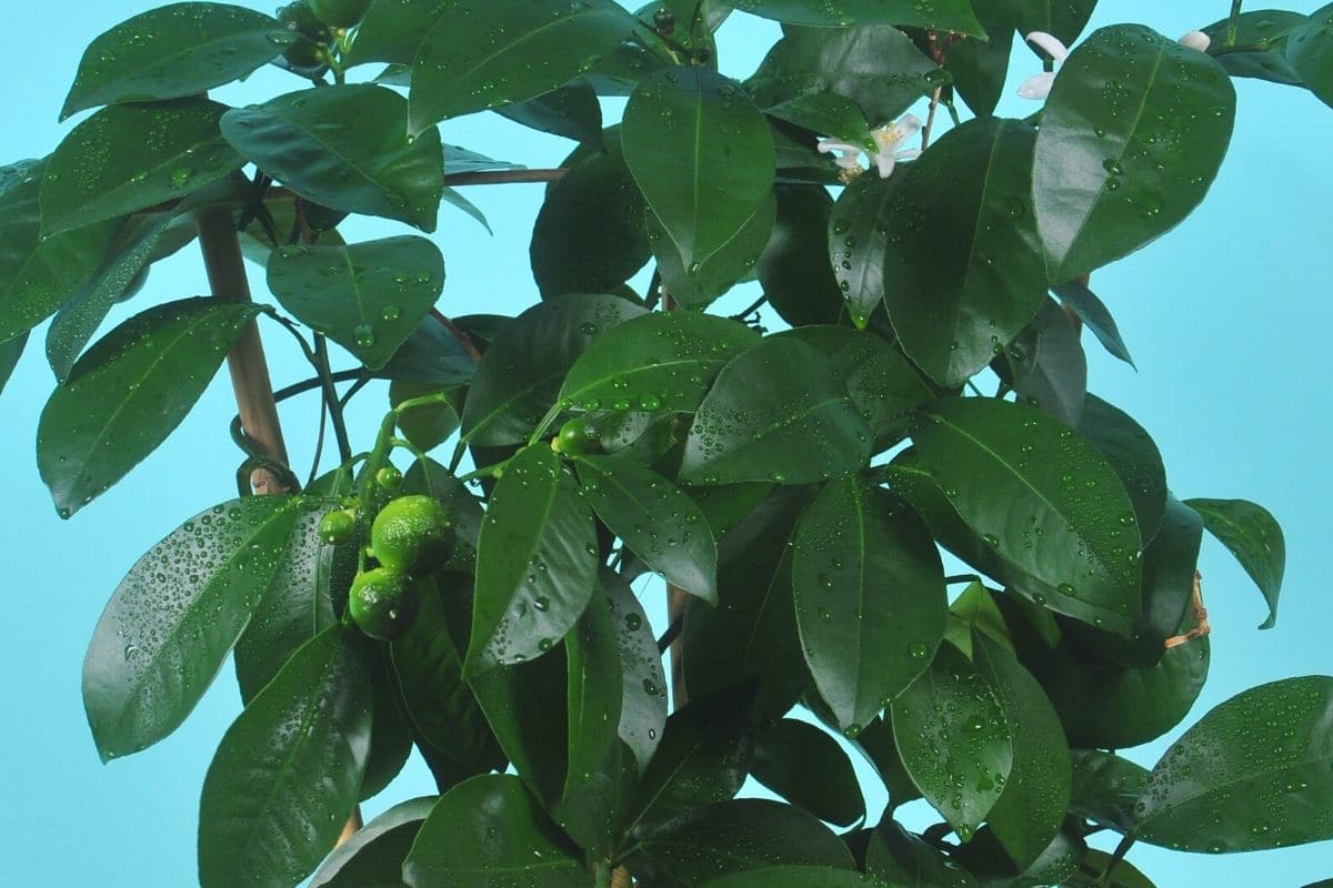 Mandarinenbaum - Citrus reticulata
