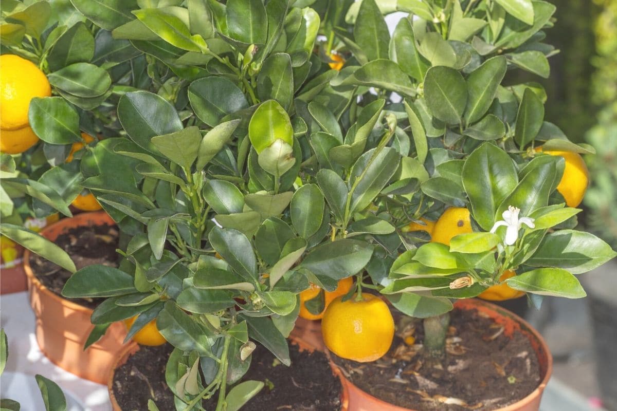 Mandarinenbaum - Citrus reticulata