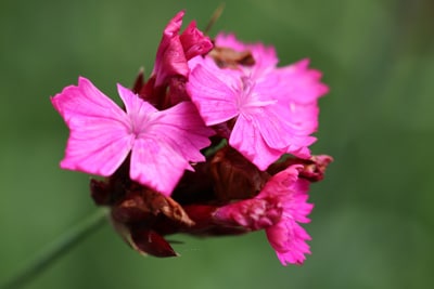 Kartäusernelke - Dianthus carthusianorum