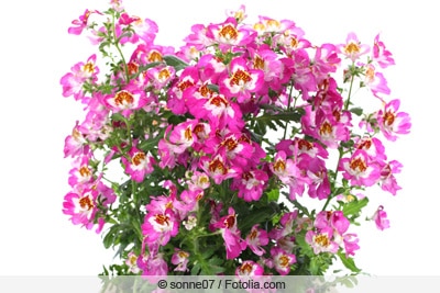 Bauernorchidee - Spaltblume - Schizanthus