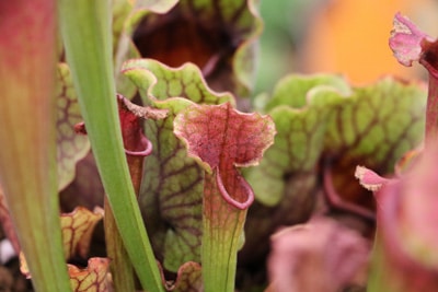 Rote Schlauchpflanze - Sarracenia purpurea