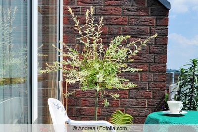 Harlekinweide als Kübelpflanze auf Balkon