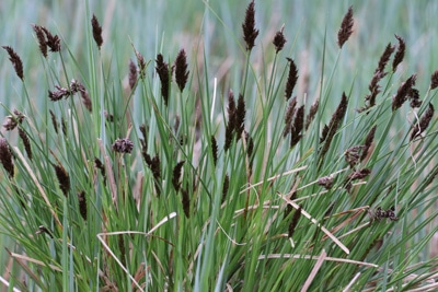 Behaarte Segge - Carex hirta