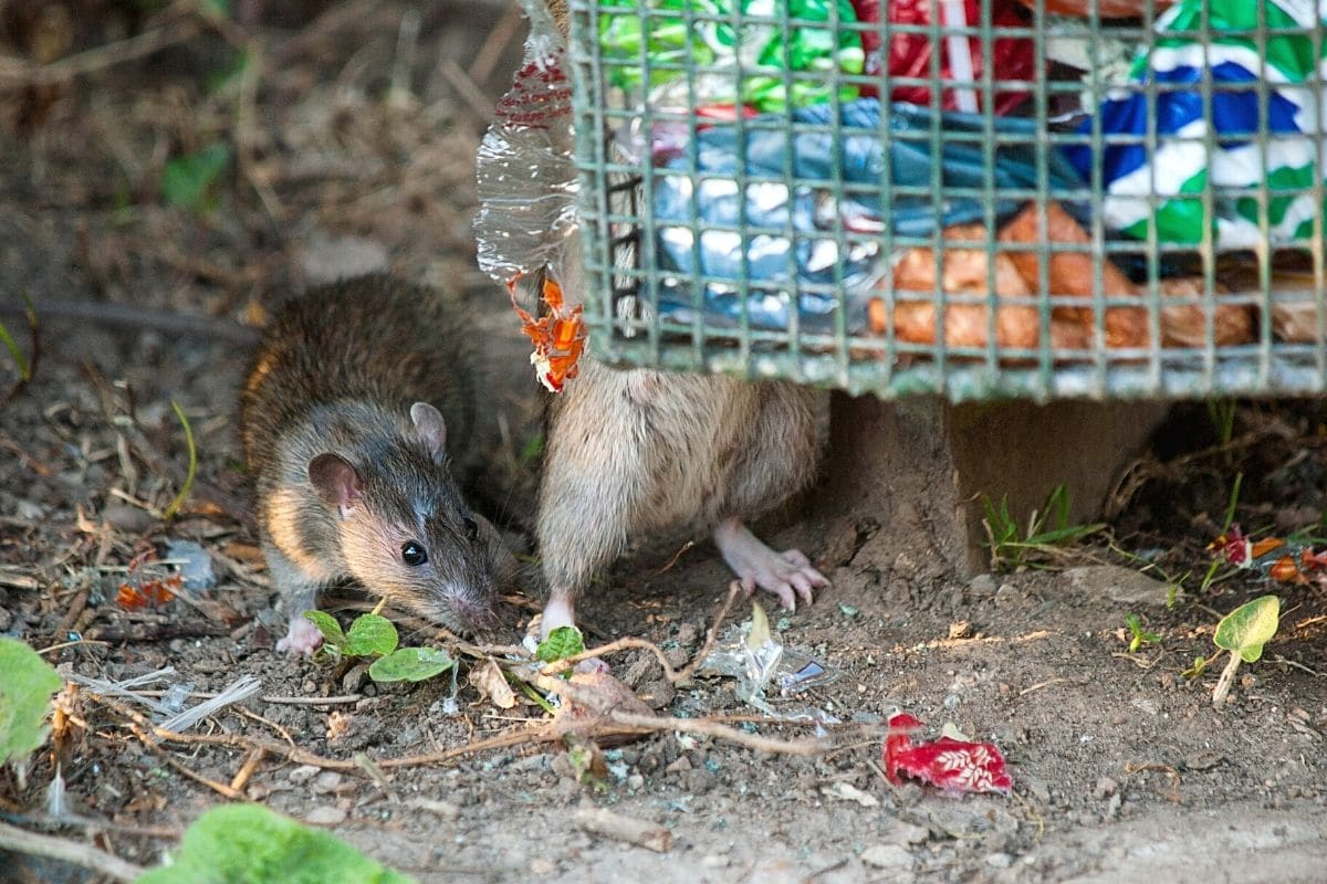 Ratten am Müll
