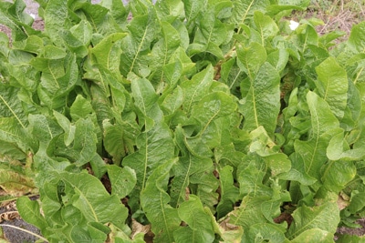 Meerrettich - Armoracia rusticana