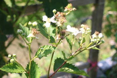 Brombeeren - Rubus