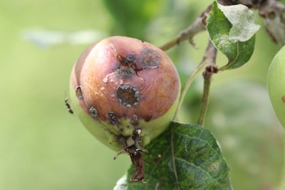 Monilia-Fruchtfäule - Monilinia fructigena