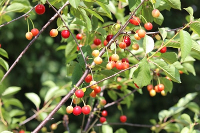 Sauerkirsche - Prunus cerasus