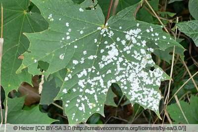Blatt von Acer platanoides mit Mehltau