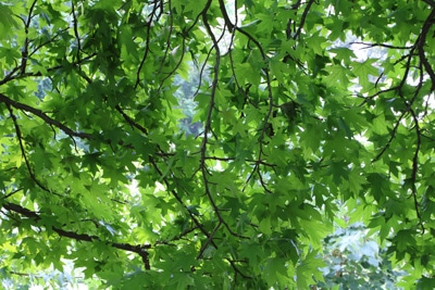 Amerikanischer Amberbaum - Liquidambar styraciflua