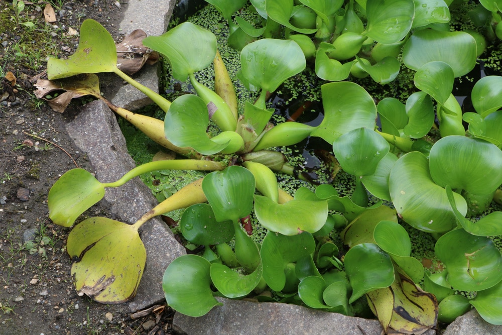 Dickstielige Wasserhyazinthe - Eichhornia crassipes