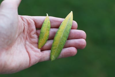 Hand mit 2 gelben Oleanderblättern