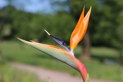 Paradiesvogelblume - Strelitzia reginae