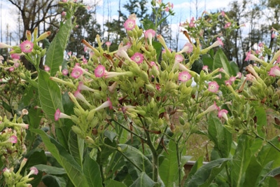 Blühende Tabakpflanzen