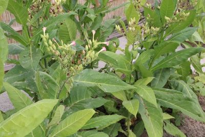 Tabakpflanze im Garten