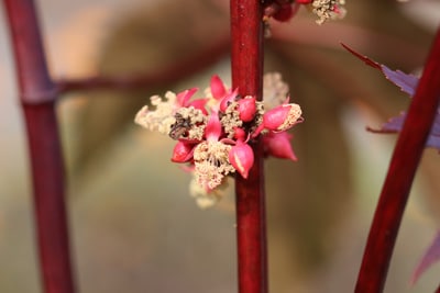 Wunderbaum - Ricinus communis