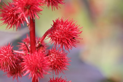Wunderbaum - Ricinus communis