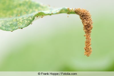 Schädlinge an Paprikapflanzen - Spinnmilben an Blattspitze