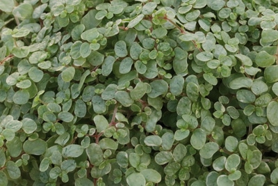Bubikopf - Solerolia solerolii
