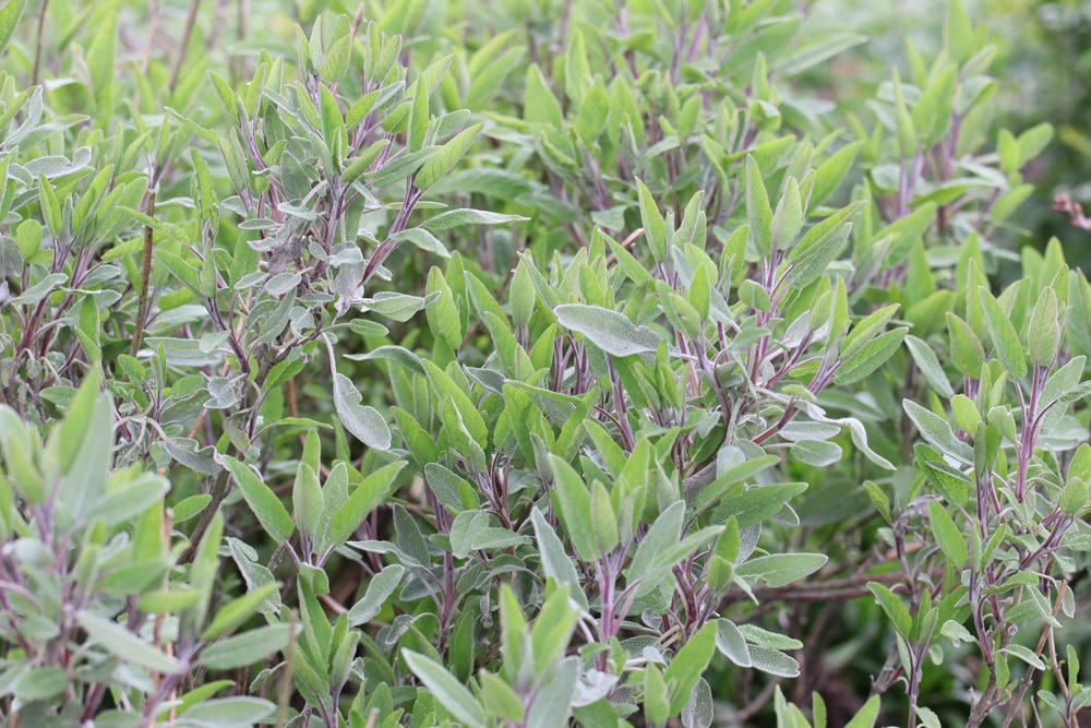 Echter Salbei - Salvia officinalis
