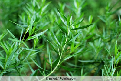 Estragon - Artemisia dracunculus
