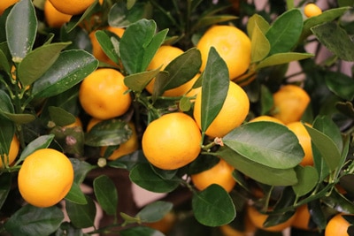 Calamondin-Orange - Citrofortunella mitis