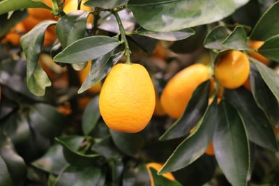 Calamondin-Orange - Citrofortunella mitis