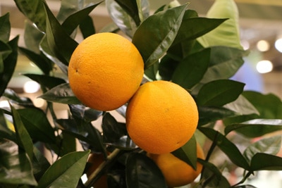 Grapefruit - Citrus paradisi