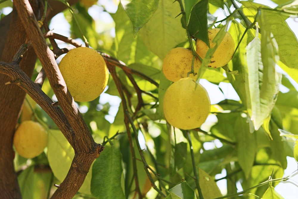 Zitronenbaum - Citrus limon