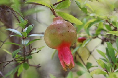 Zwerg-Granatapfelbaum - Punica granatum 'Nana'