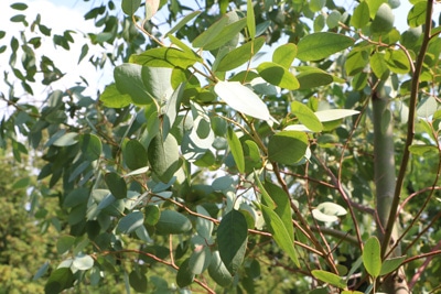 Mostgummi-Eucalyptus - Eucalyptus gunnii